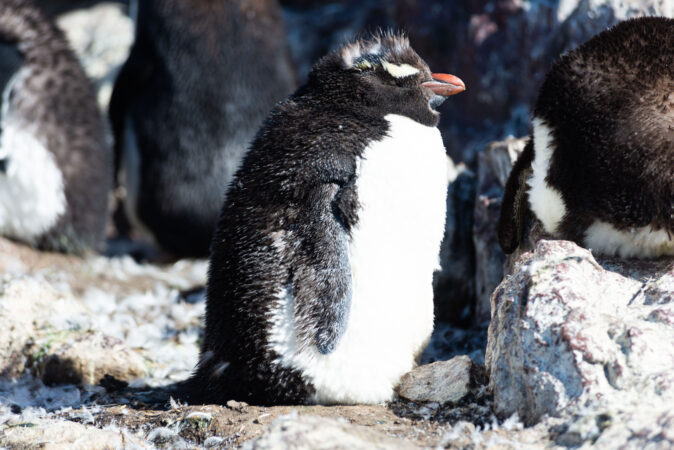 Deseado - Isla Pingüino