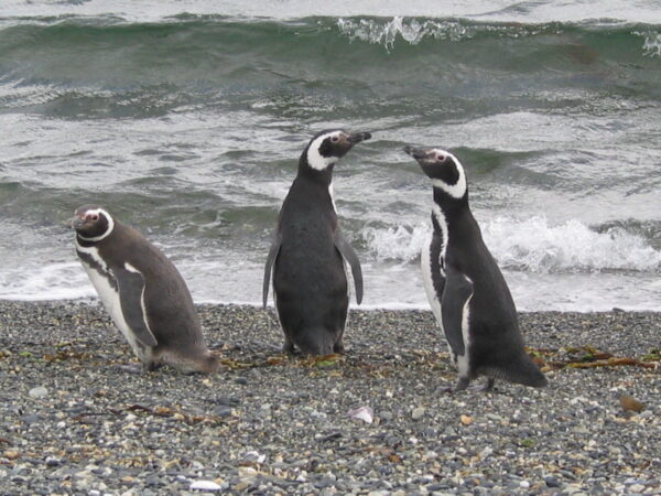 USH- Navegación Pinguinera
